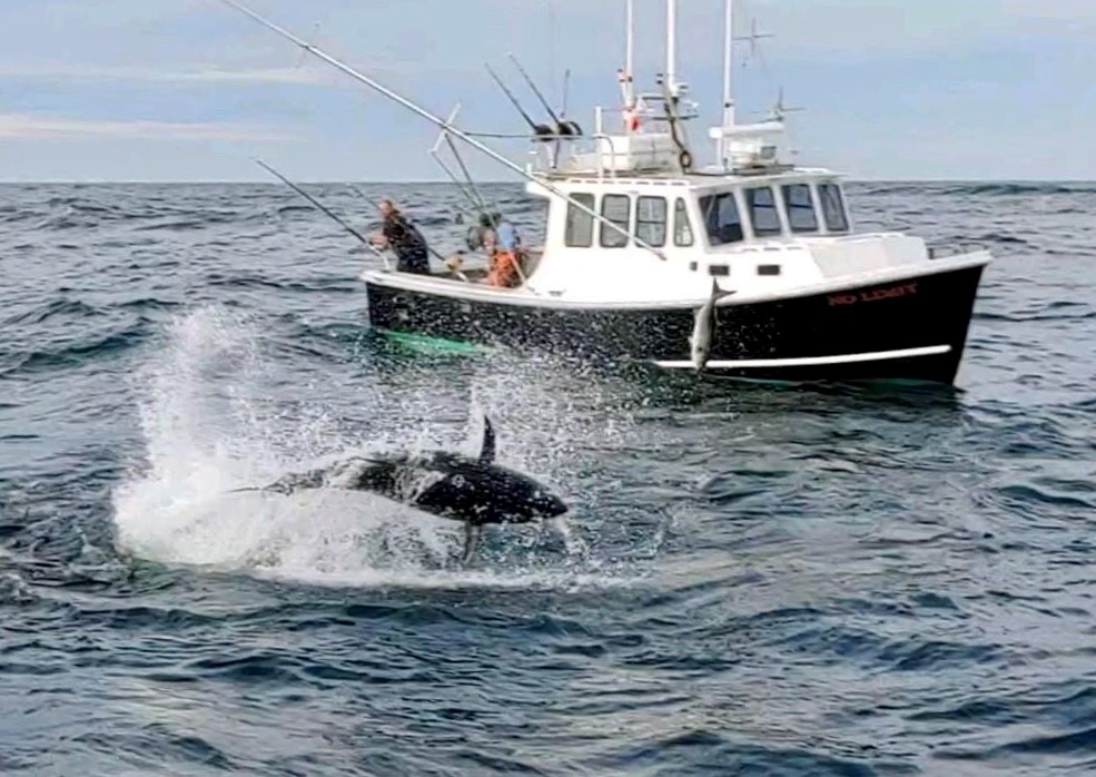 Blue Runner Sportfishing | Home