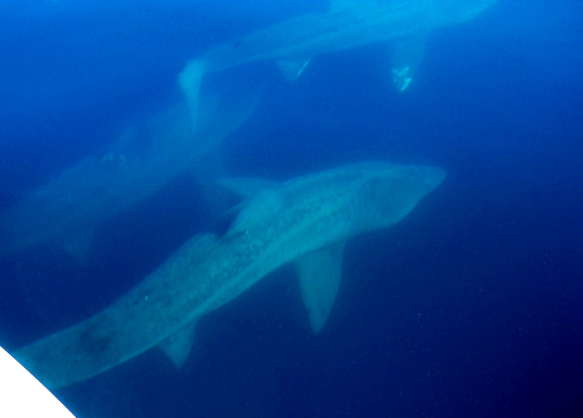 Blue Runner Sportfishing