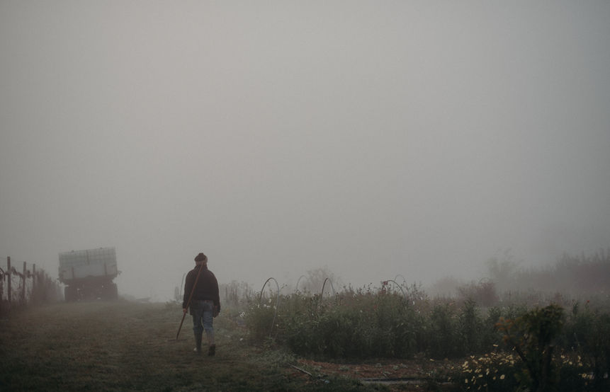 Das Wildling Blumenfeld im herbstlichen Nebel.jpg