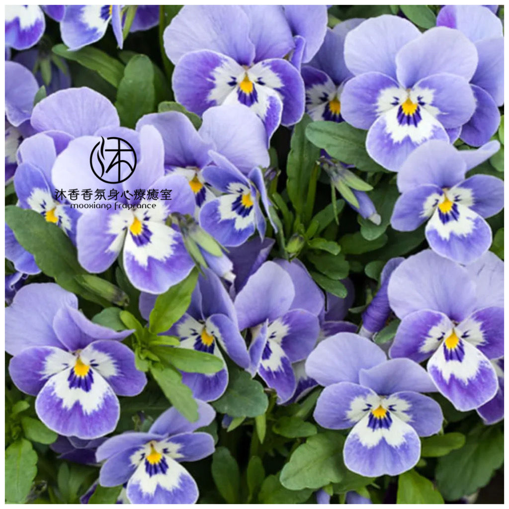 #UF44 紫羅蘭/Violette