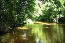 غابة بلغراد