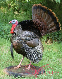 109327273_3263664653672990_9213549036627