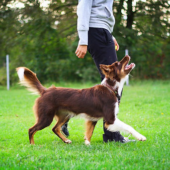 dog-trainer-professionisti-addestramento-cani-domicilio-1.jpeg