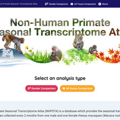 アカゲザルにおける季節の遺伝子発現地図のウェブデータベースが利用できます