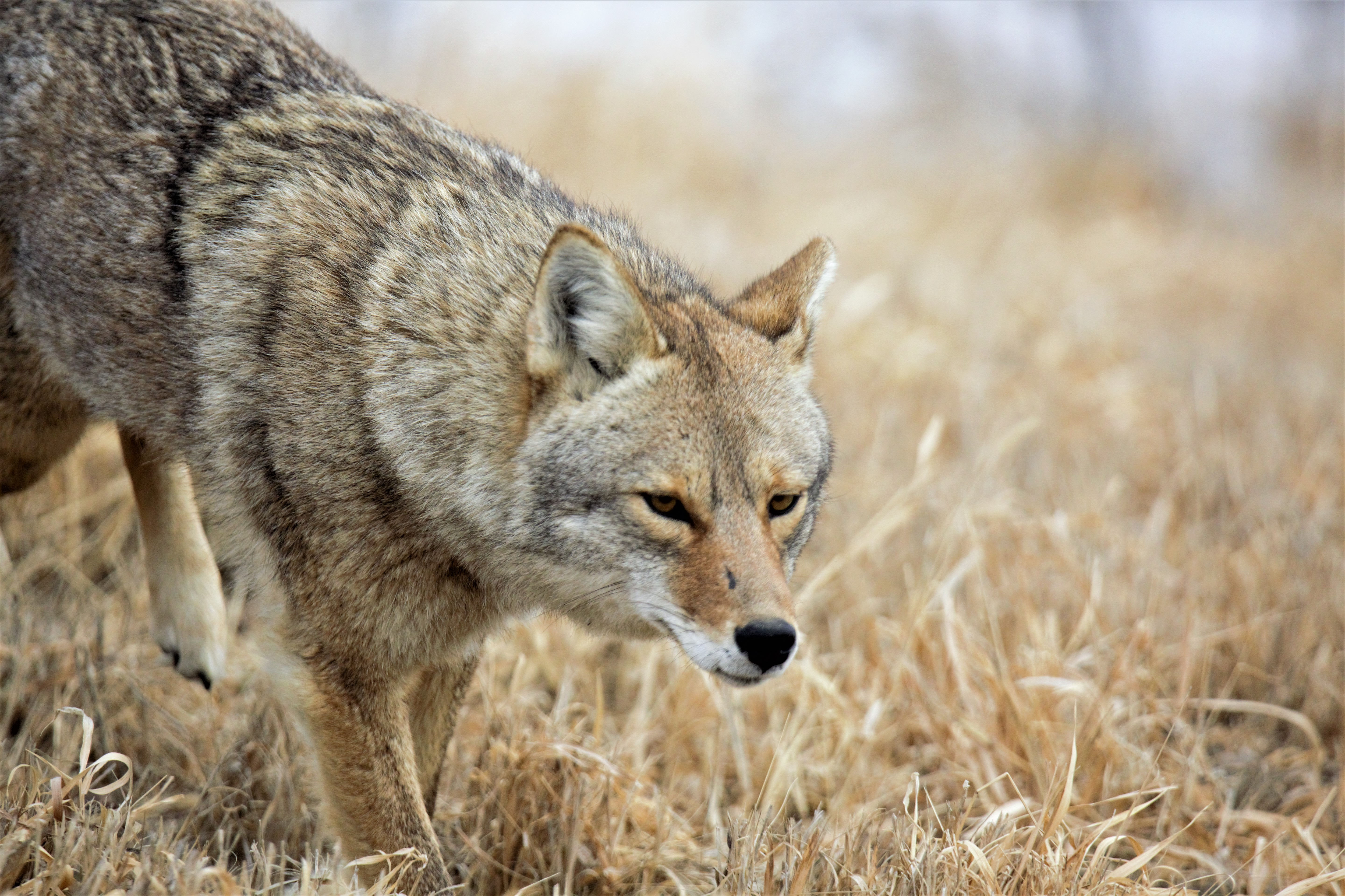 11 x 14 - Limited Edition Print - Walking with the Wild