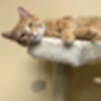 Orange and white tabby cat laying on cat tree
