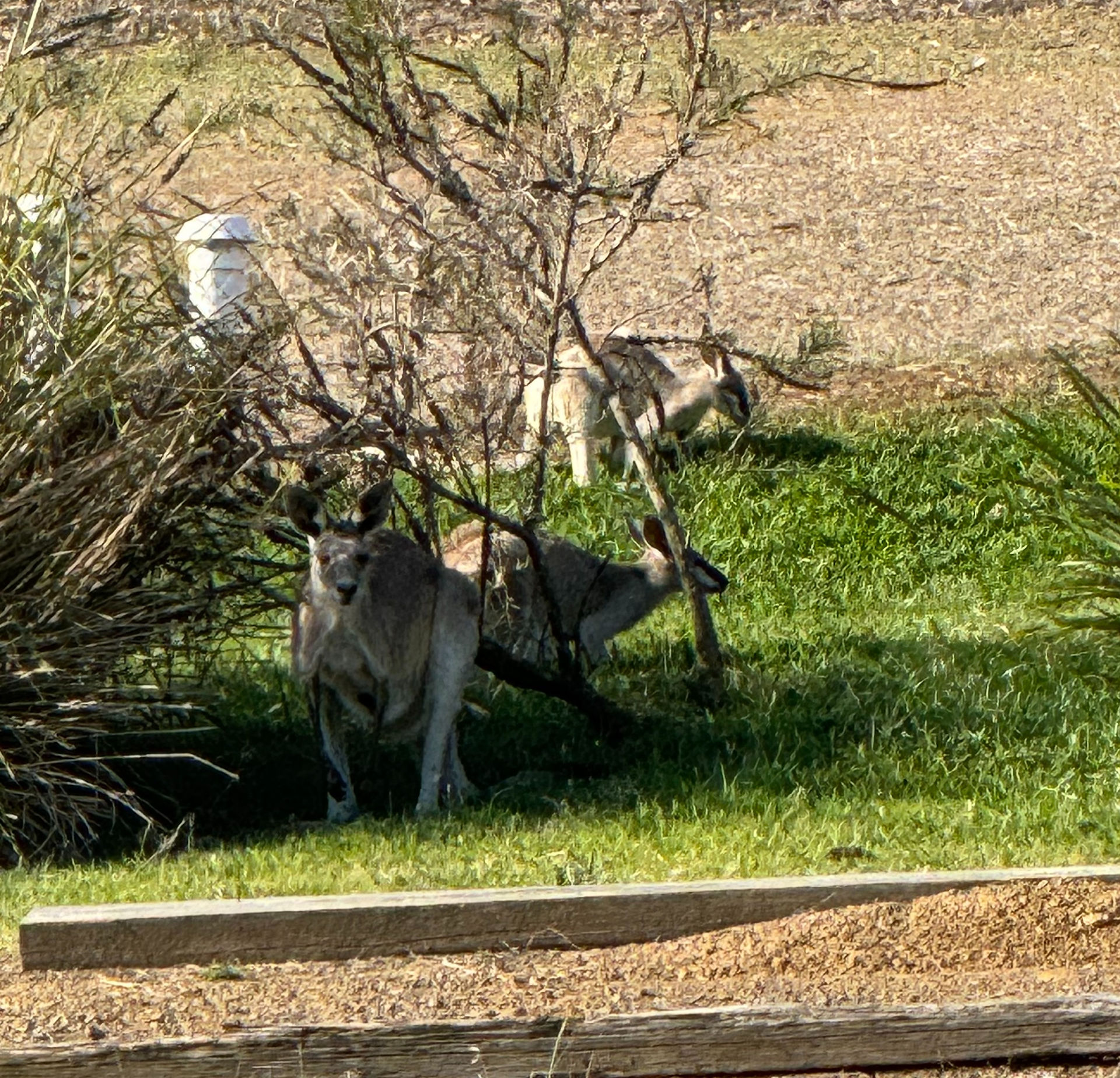 Watching Kangaroos in the shade whilst having a cuppa