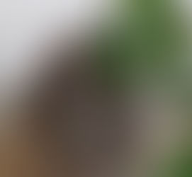 And more hummers....