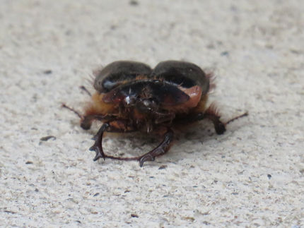 Jameson finds a beetle at the Lake House.