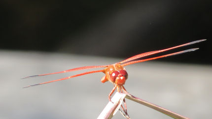 "Donald". Sepulveda Wildlife Center.