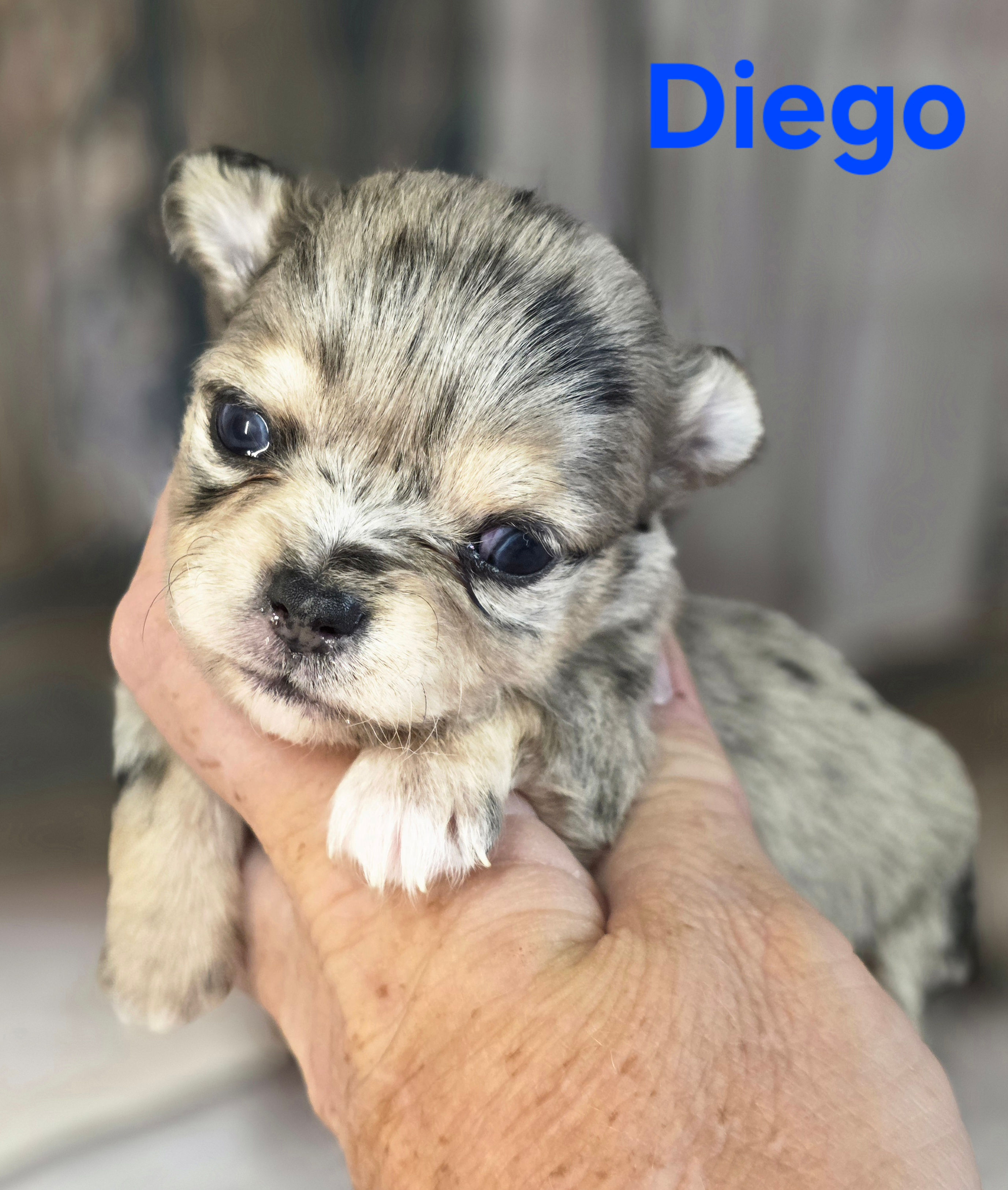 CKC Diego 