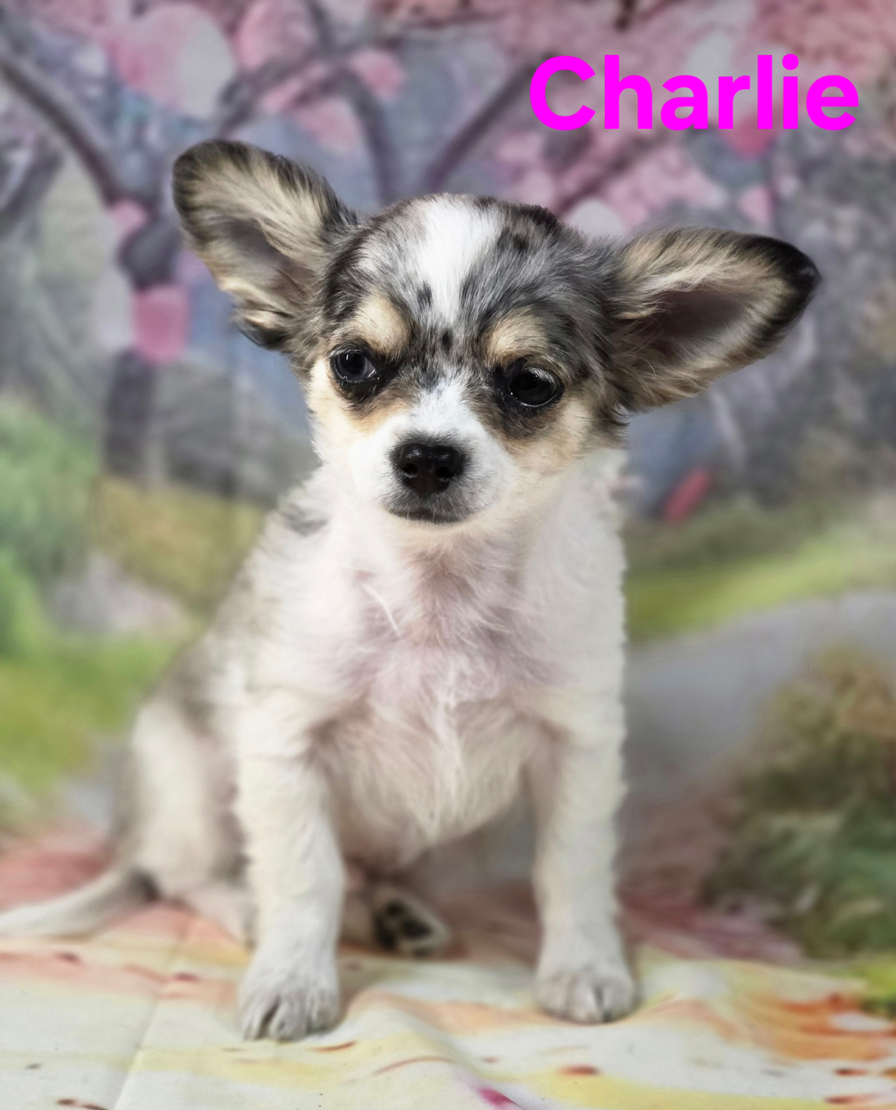 Charlie 