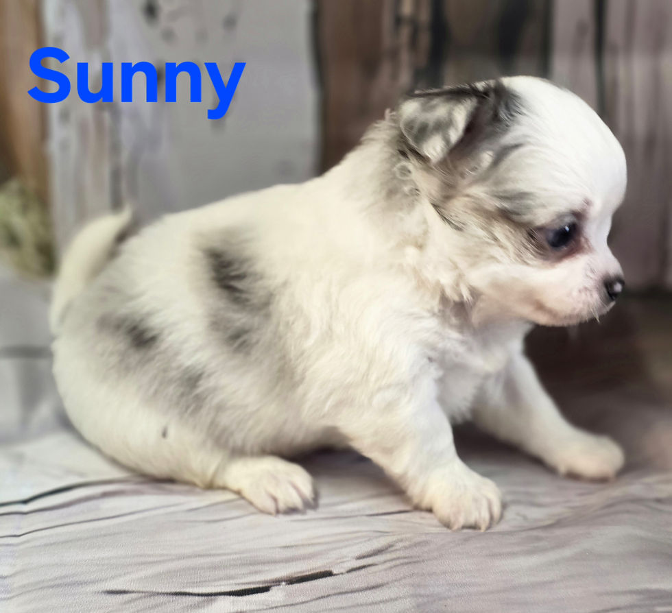 Thumbnail: AKC Sunny