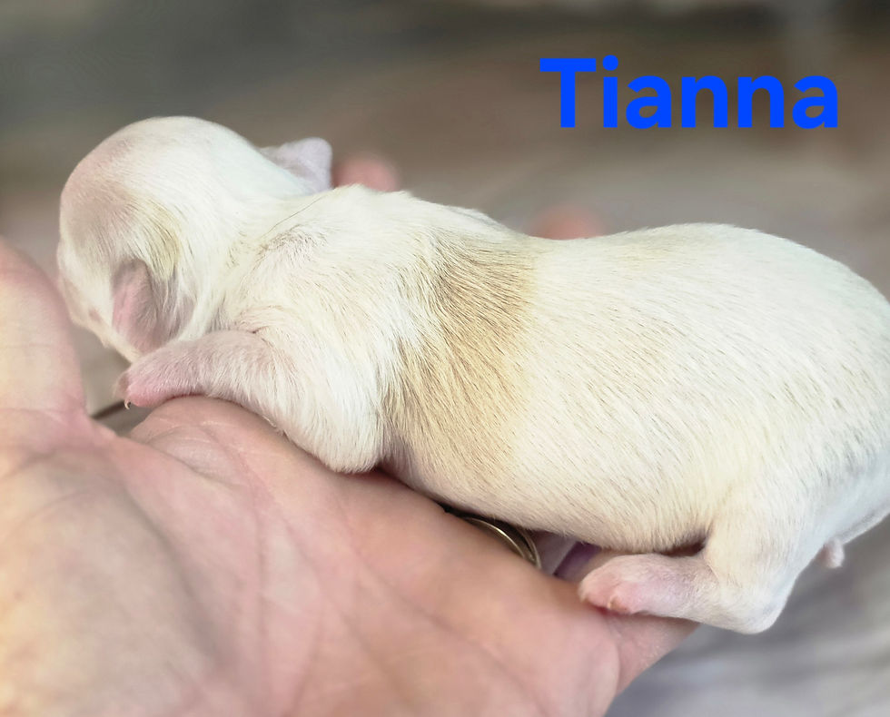 Thumbnail: CKC Tianna 