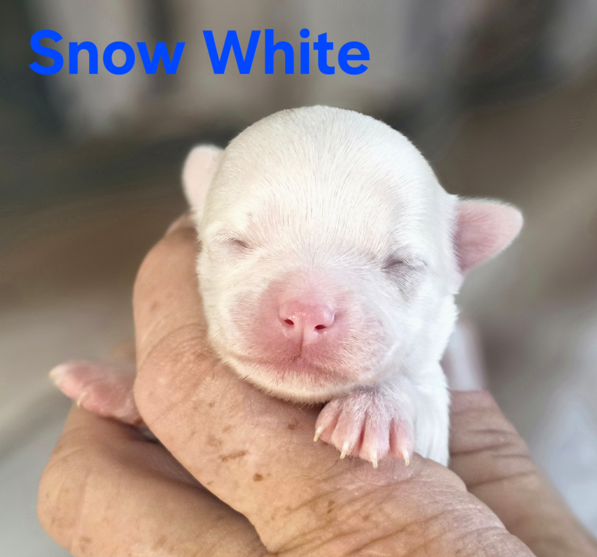 CKC Snow White 