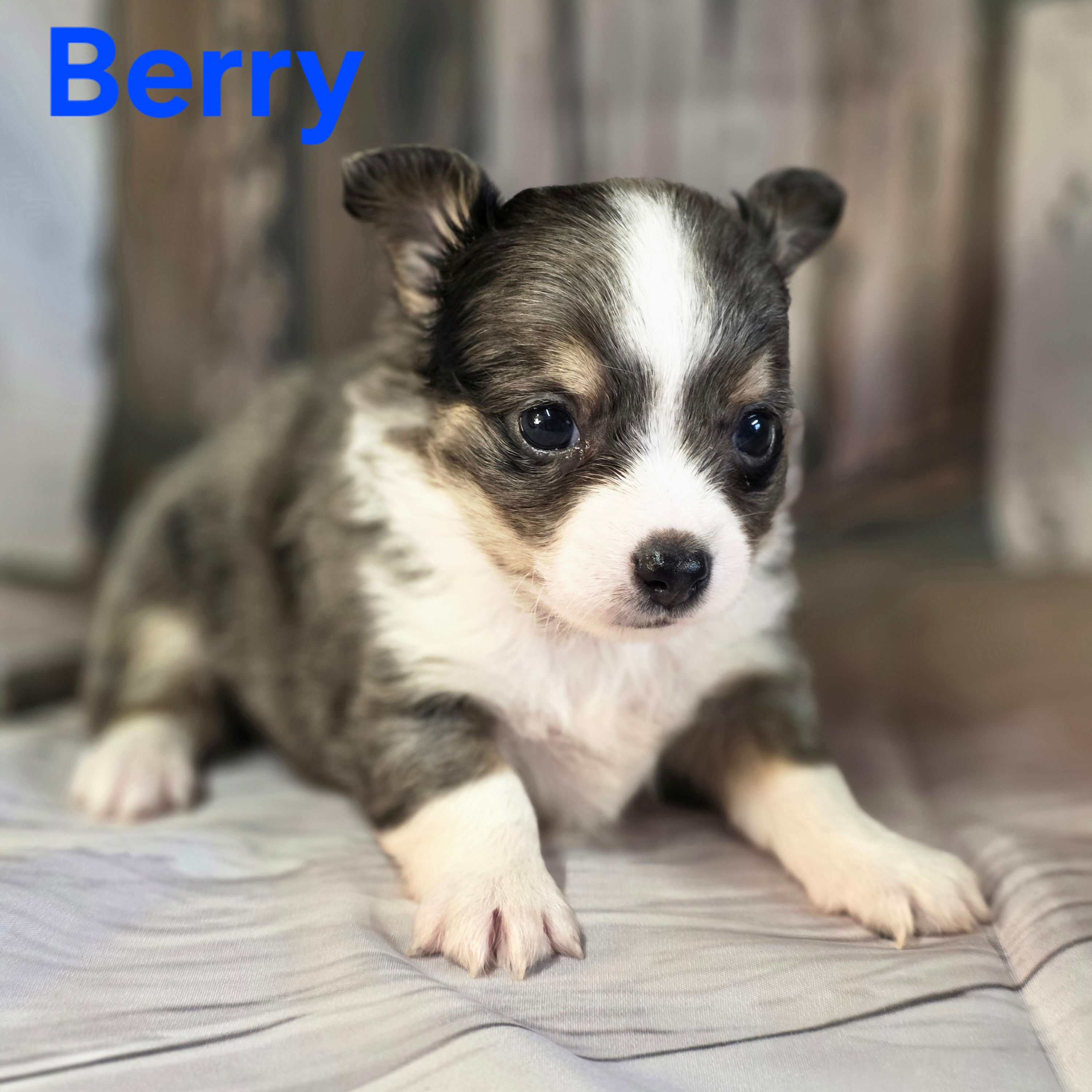 CKC Berry