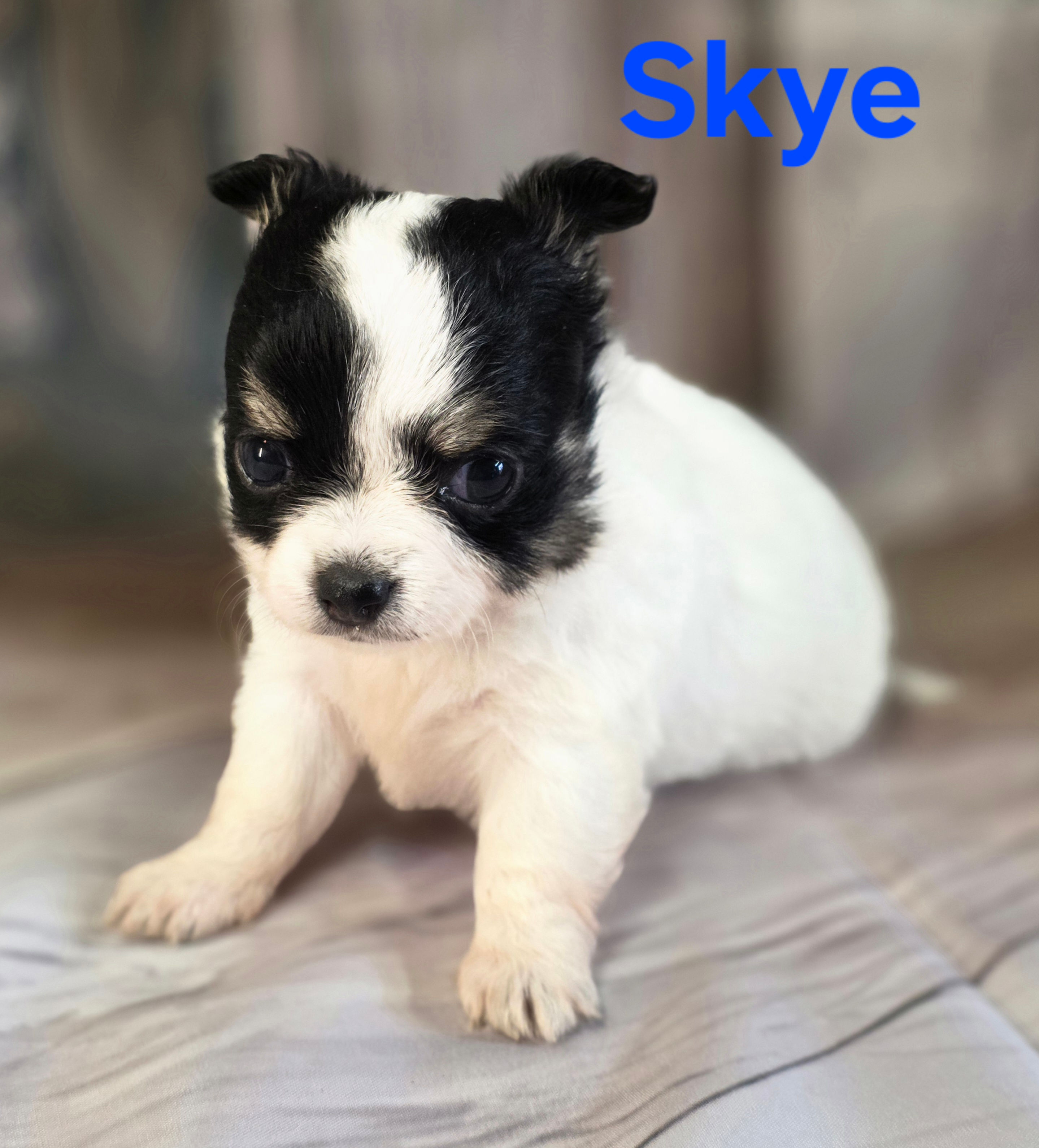 CKC Skye 