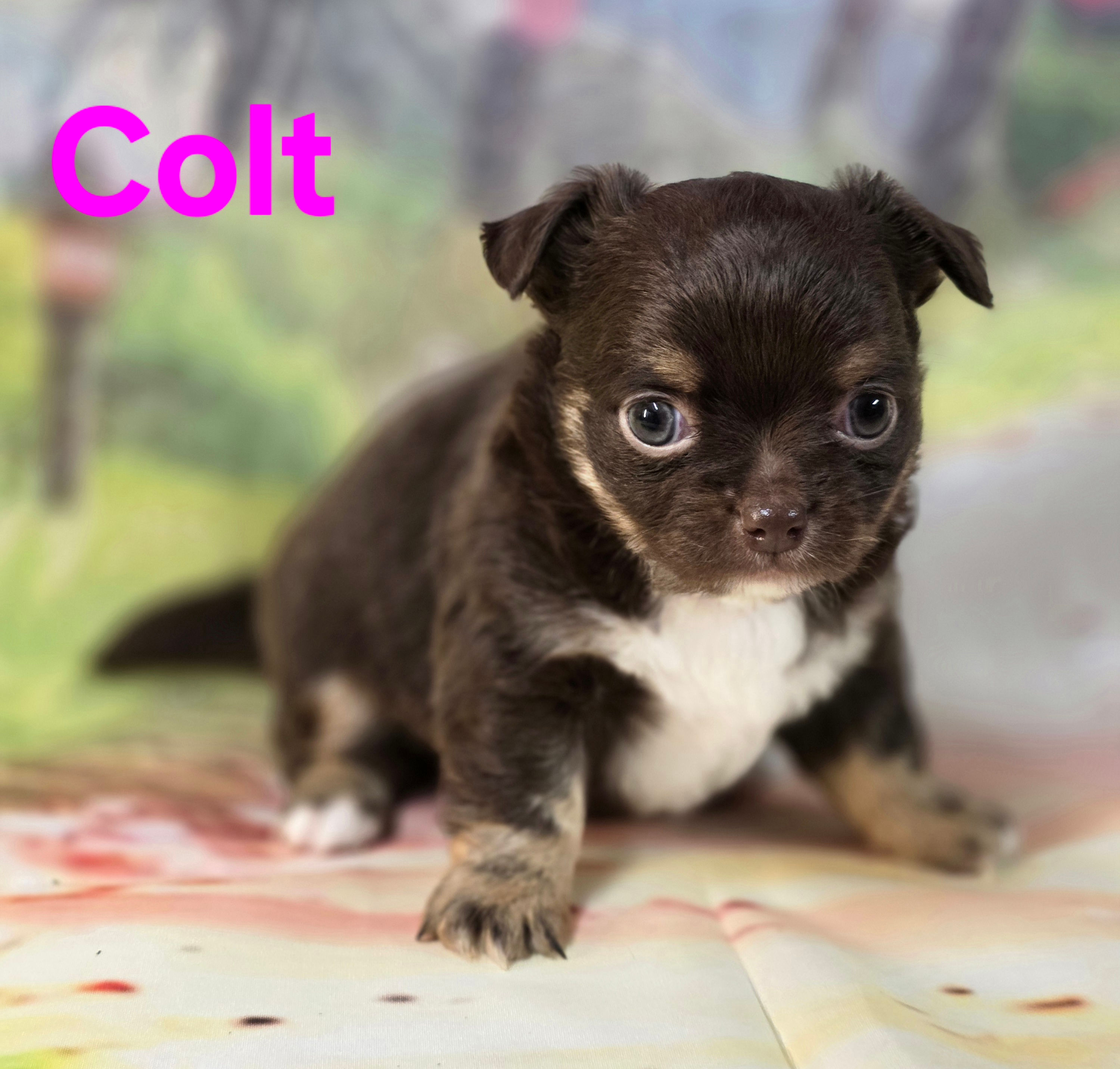 Colt 