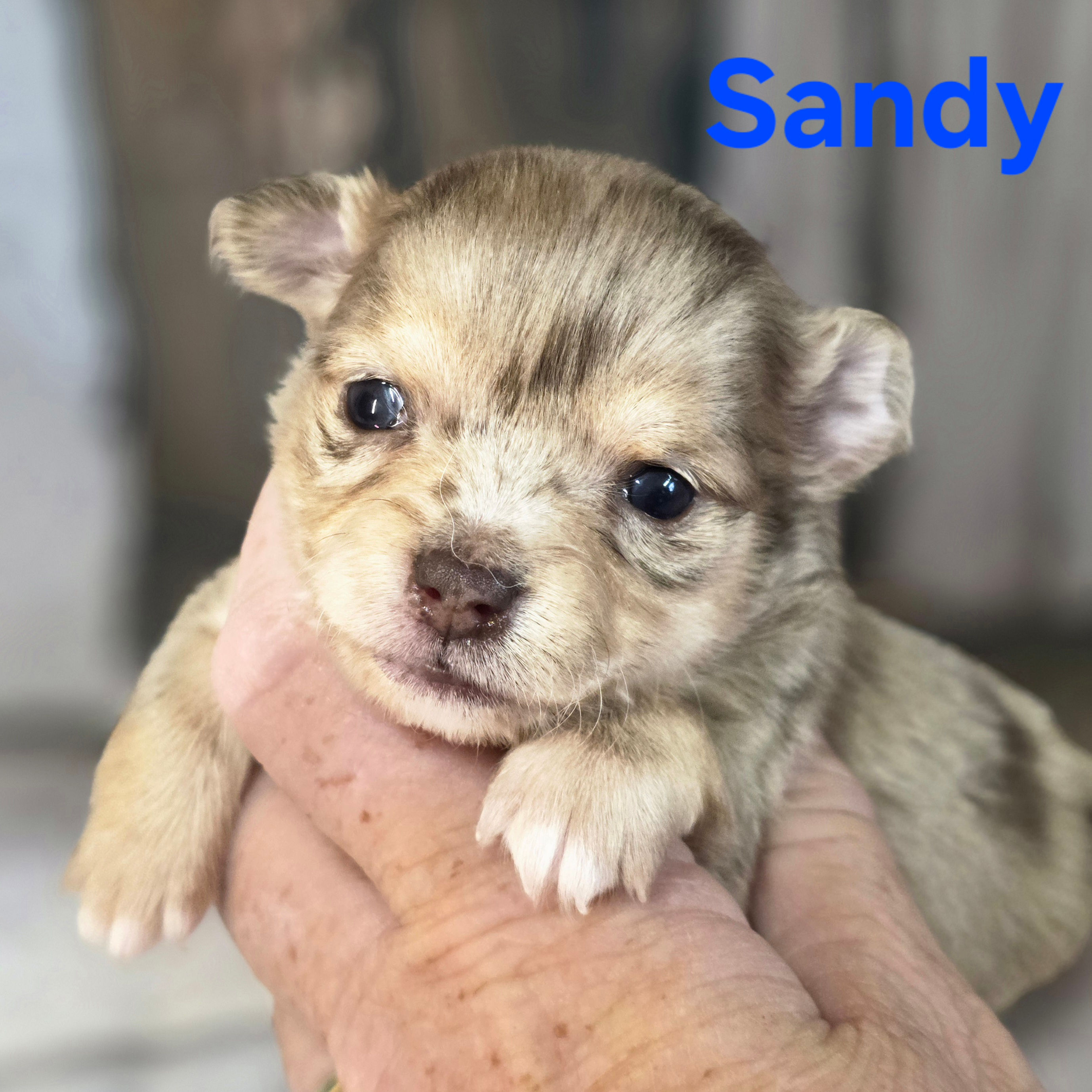 CKC Sandy