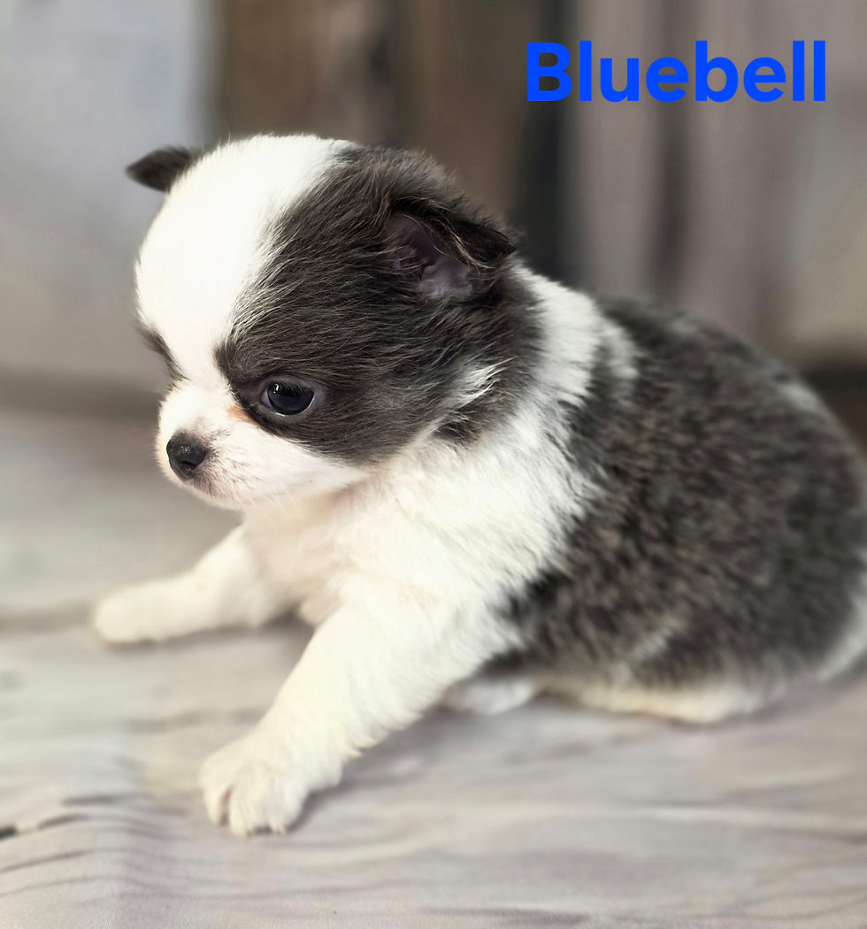 Thumbnail: AKC Bluebell