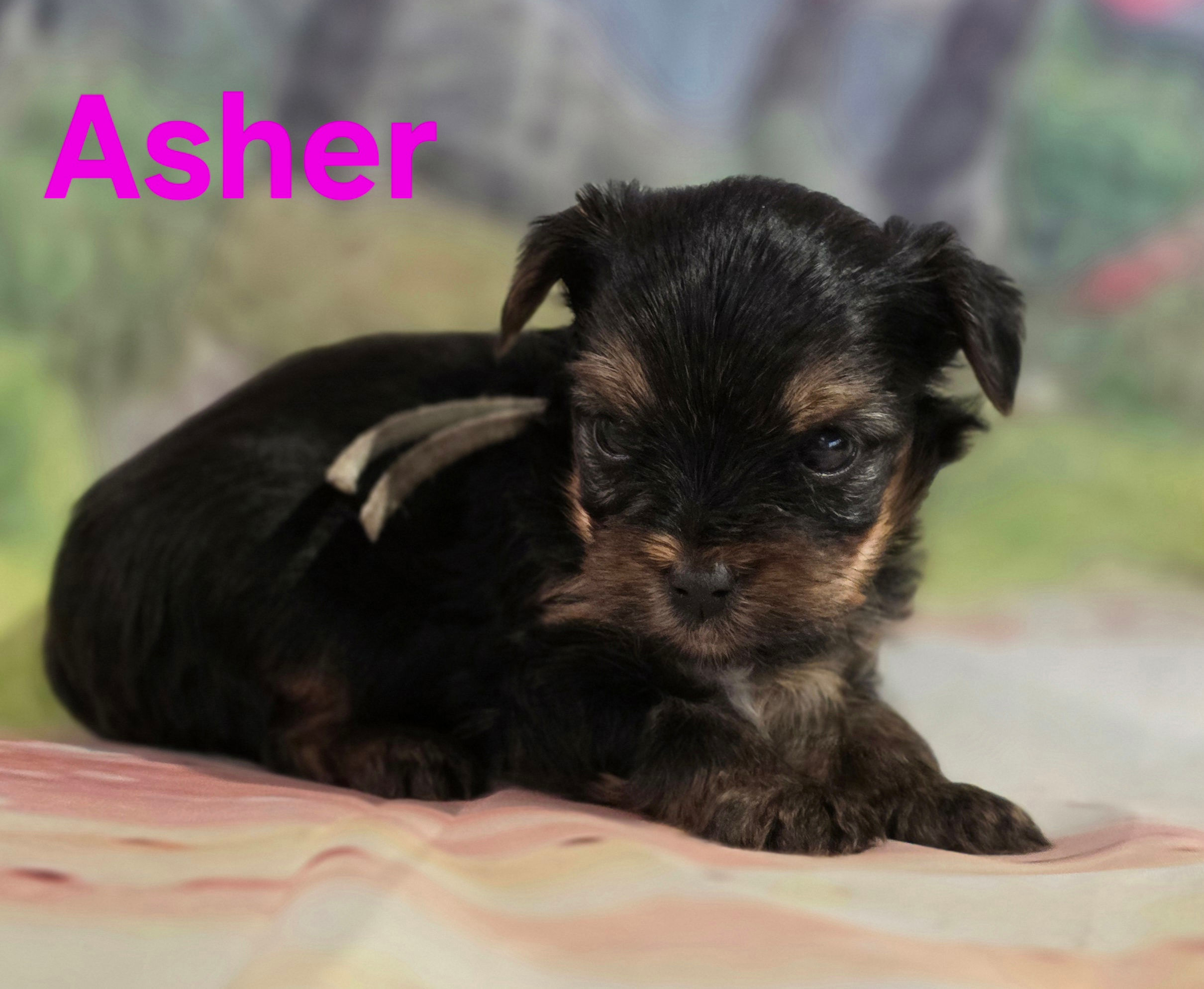AKC Asher