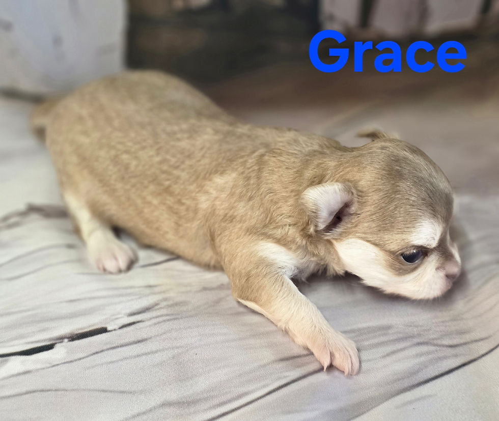 Thumbnail: CKC Grace 