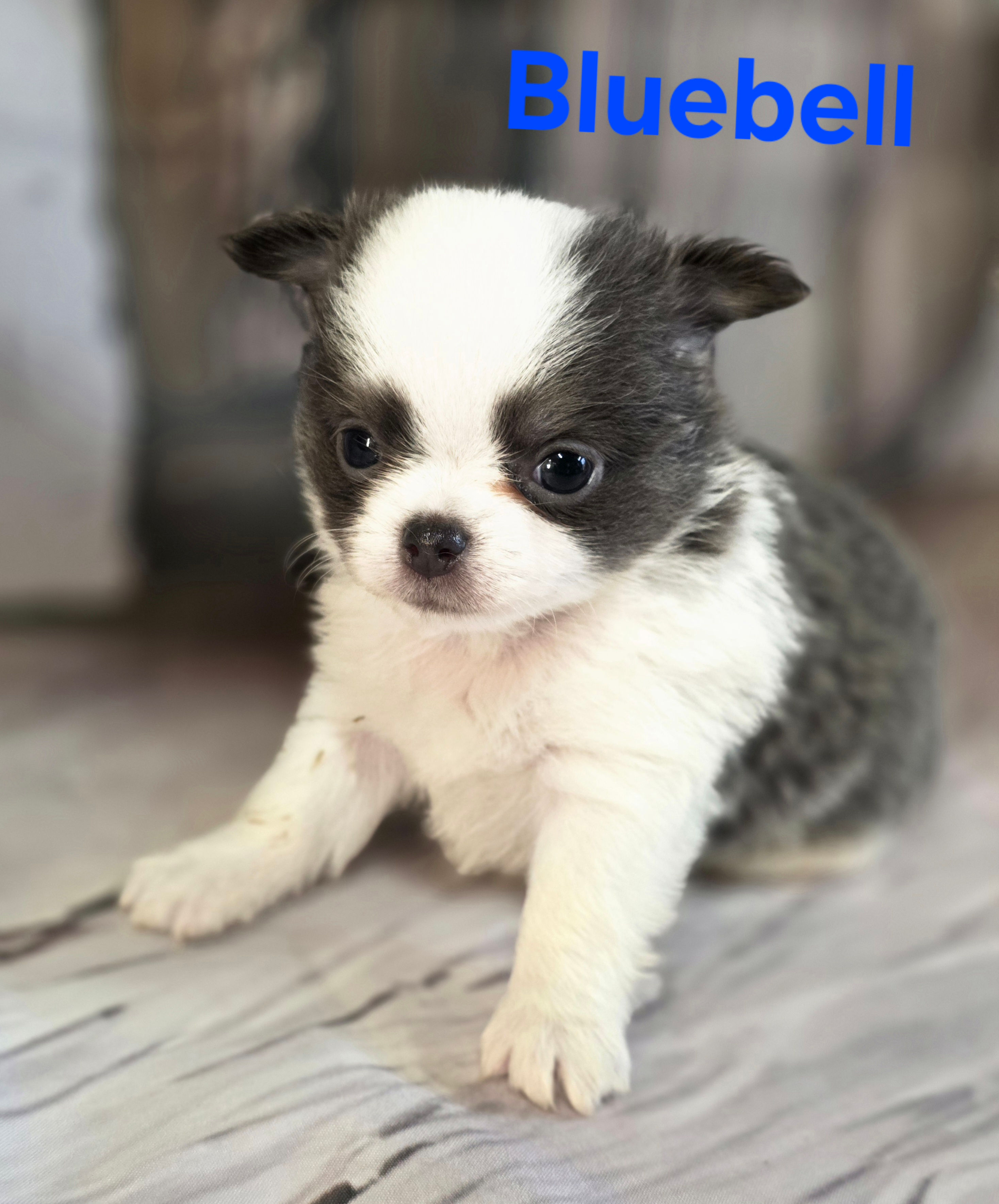 AKC Bluebell