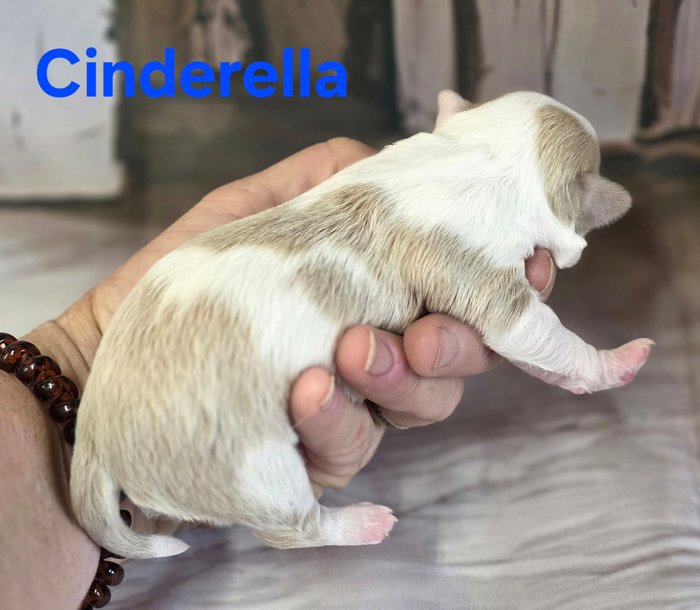 Thumbnail: CKC Cinderella