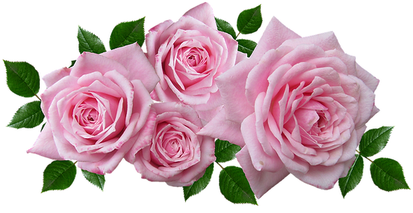 roses-3346119_960_720.png