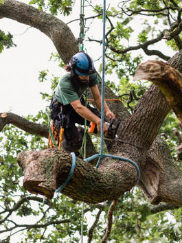 Important Tree Services for a Healthy Landscape