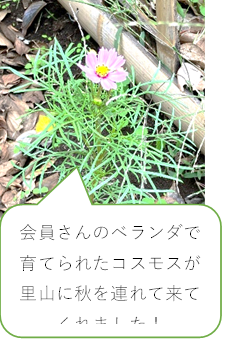 神庭便りNO.42　2025.11.2号