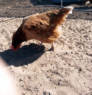 Feed the Chickens!