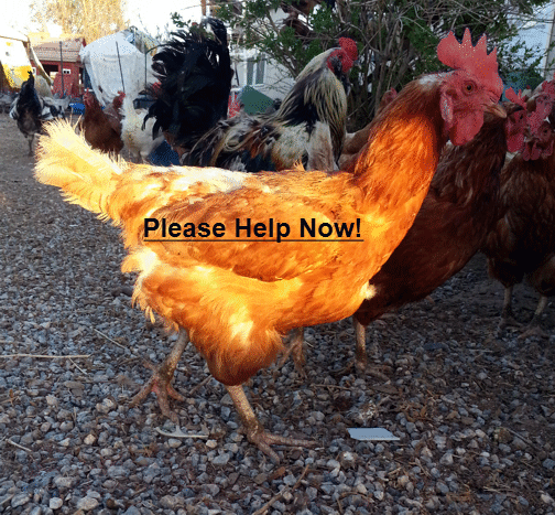 Do it Now!