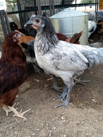 Save the Heritage Breeds