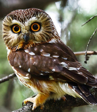Northern-Saw-whet-Owl-1024x912.jpg