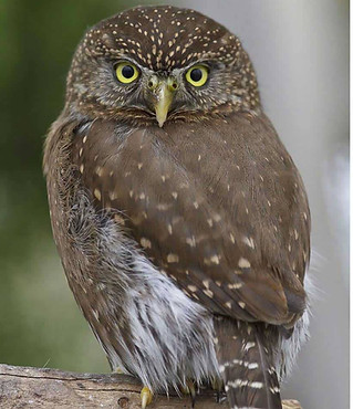 Northern-Pygmy-Owl.jpg