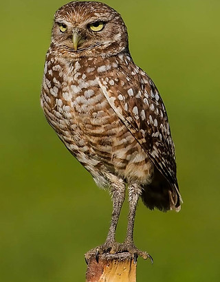 Burrowing-Owl-742x1024.jpg