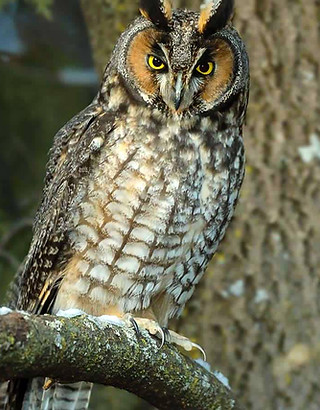 Long-eared-Owl.jpg
