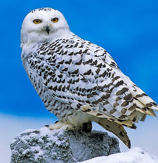 Snowy-Owl-1024x815.jpg