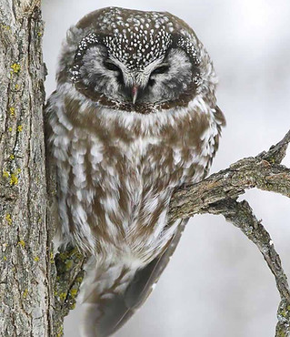 Boreal-Owl.jpg