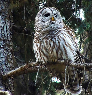 Barred-Owl-905x1024.jpg