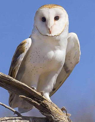 Barn-Owl.jpg