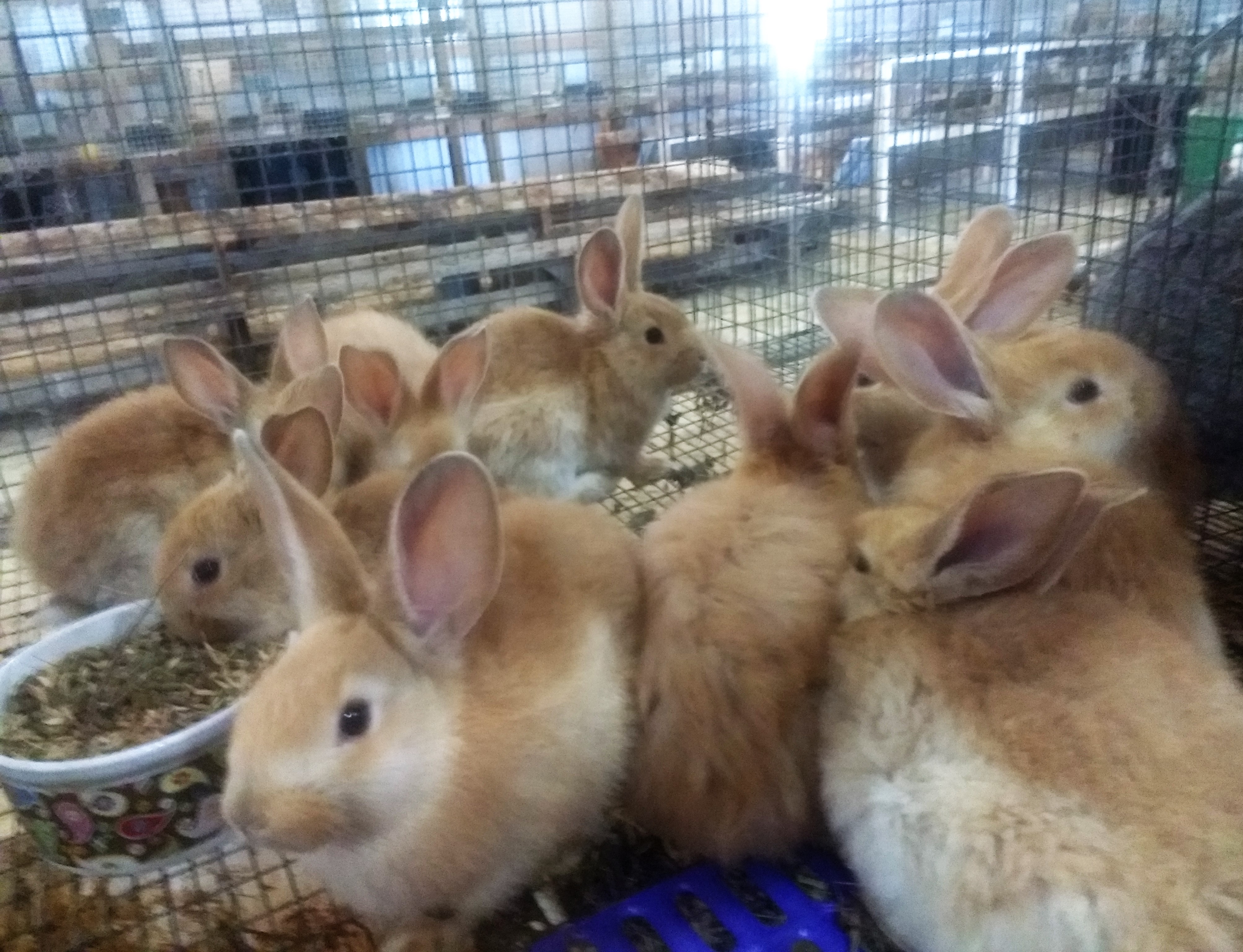 2018 New Litters Coming Delaware Rabbit Breeder Cane