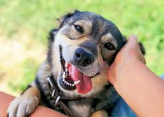 chien et caresse.jpg