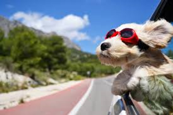 chien en voiture.png