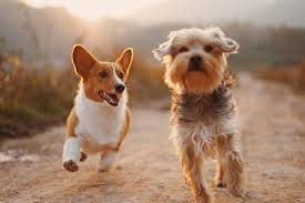 chiens ensemble 2.jpg