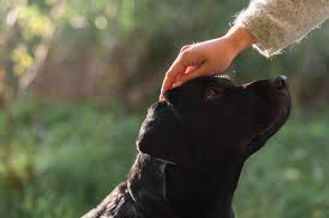 caresse labrador.jpg