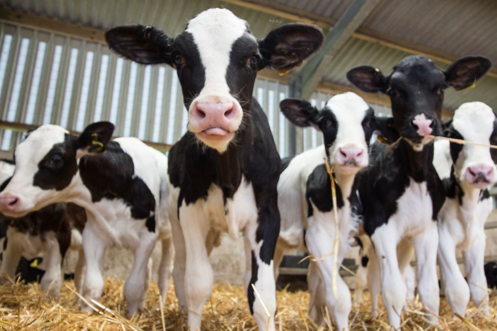 Calves in tin shed facing the camera