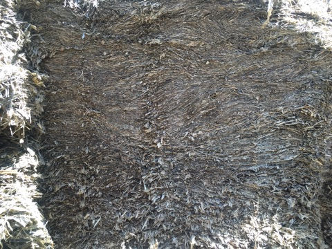 Hay bale that has mould throughout