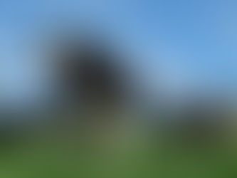 Dairy Cows in Pasture